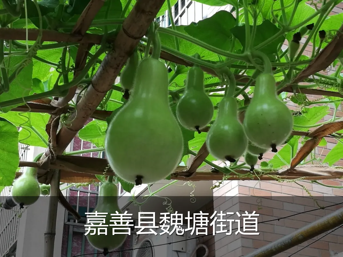 嘉善县魏塘街道